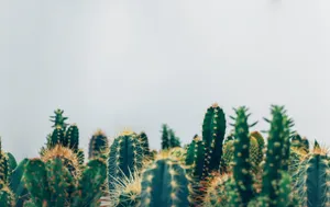 Serene Cactus Collection.jpg Wallpaper