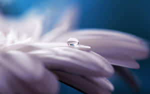 Serene Daisy Water Droplet Wallpaper