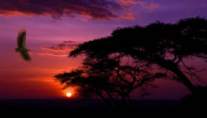 Serengeti National Park Beautiful Sunset Wallpaper