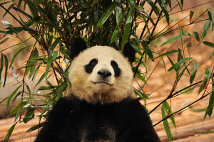 Serious Panda Wallpaper