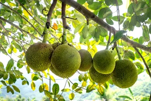 Seven Breadfruit On The Branch Wallpaper