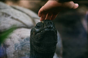 Seychelles Black Tortoise Head Wallpaper
