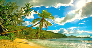 Seychelles Tropical Palm Beach Wallpaper