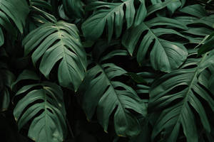 Shaded Green Leaves Wallpaper