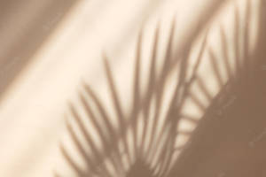 Shadow Of Palm Leaves On A Wall Wallpaper