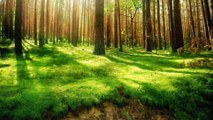 Shady Forest View Wallpaper