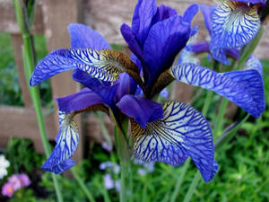 Shakers Prayer Siberian Iris Flowers Wallpaper