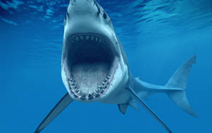 Sharp Teeth Shark Wallpaper