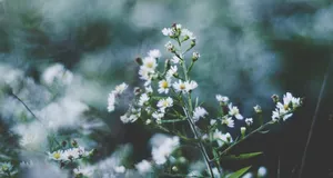 Shedding Winter's Skin | Wallpaper