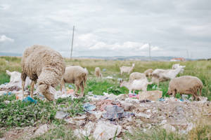 Sheep In Kosovo Fields Wallpaper