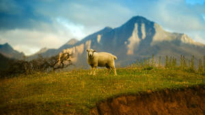 Sheep On Mountain Cliff Wallpaper