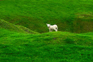 Sheered Sheep On Green Meadow Wallpaper