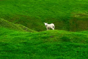 Sheered Sheep On Green Meadow Wallpaper