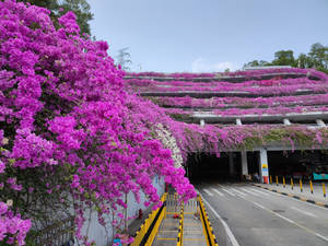 Shenzhen Floral Parking Lot Wallpaper