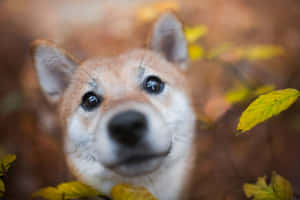 Shiba Inu Dog Breeds Staring Wallpaper