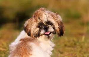 Shih Tzu Enjoying Beautiful Day Outside Wallpaper