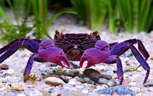 Shiny Purple Crab Wallpaper