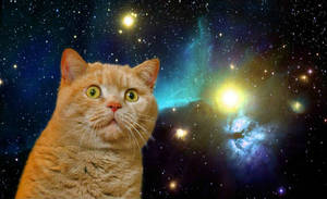 Shocked Funny Cat In Galaxy Wallpaper