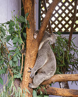 Shy Koala Bear Wallpaper