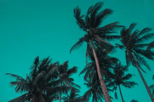 Siargao Island Palm Trees Wallpaper