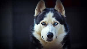 Siberian Husky Dog Fierce Gaze Wallpaper