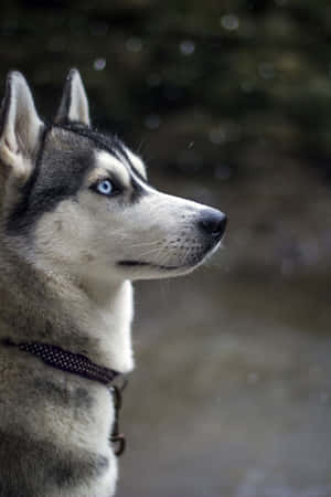 Siberian Husky Dog With Blue Eyes Wallpaper