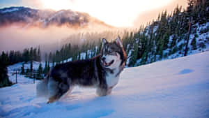 Siberian Husky In Snow Mountain Wallpaper