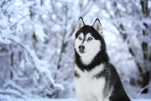 Siberian Husky In White Winter Wallpaper