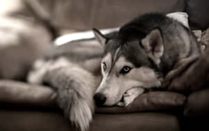 Siberian Husky On A Couch Wallpaper