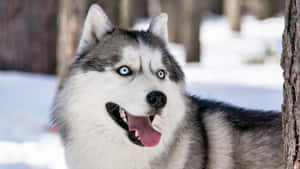 Siberian Husky Winter Dog Wallpaper