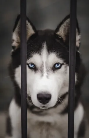 Siberian Husky With Mischievous Look Wallpaper