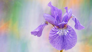 Siberian Iris Flower Wallpaper