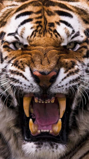 Siberian Tiger Face Wallpaper