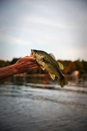 Side View Of A Largemouth Bass Wallpaper