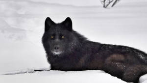 Side View Of Cool Black Wolf On Snow Wallpaper