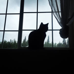 Silhouette Cat Moment Wallpaper