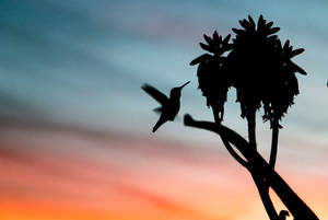 Silhouette Flying Hummingbird Wallpaper