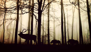 Silhouette Of Animals In The Woods Wallpaper