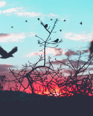 Silhouette Of Birds In Nature Wallpaper