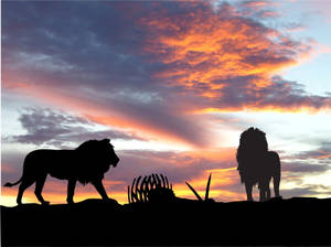 Silhouette Of Lion Laptop Wallpaper