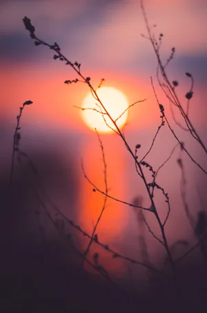 Silhouette Of Plants Under Evening Sky Wallpaper