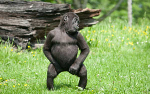 Silly Funny Cool Gorilla Forest Wallpaper