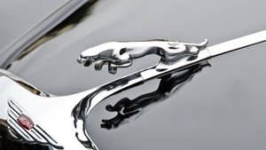 Silver Jaguar Car Logo Hood Wallpaper