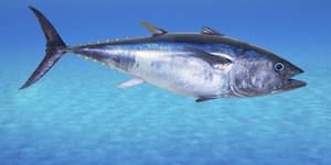 Silver-scaled Bluefin Tuna Wallpaper