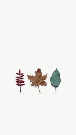 Simple Autumn Iphone Screen Theme Wallpaper