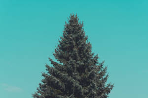 Simple Clean Pine Tree Wallpaper