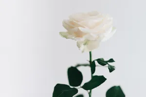Simple White Aesthetic Of White Rose Wallpaper