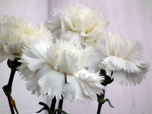 Simple White Carnations Wallpaper