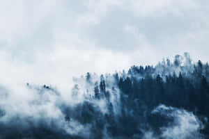 Simple Winter Trees Fog Wallpaper