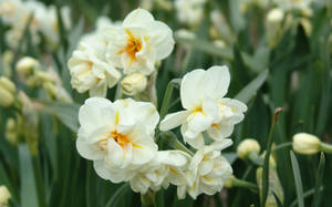 Sir Winston Churchill Narcissus Flowers Wallpaper
